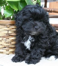 Curly haired boy, meet hourly haired puppy.  #renewannewithane