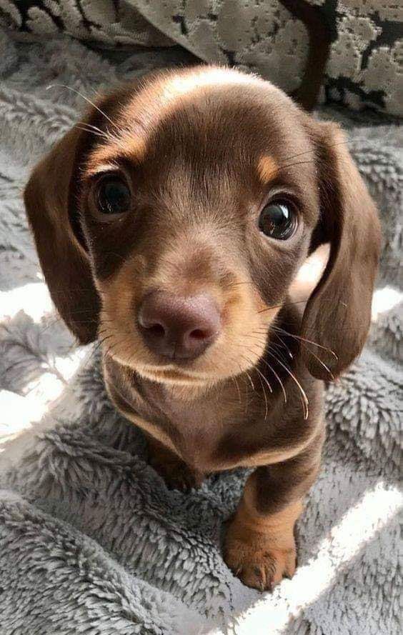 Puppy eyes, that’s it. That’s the tweet  #renewannewithane