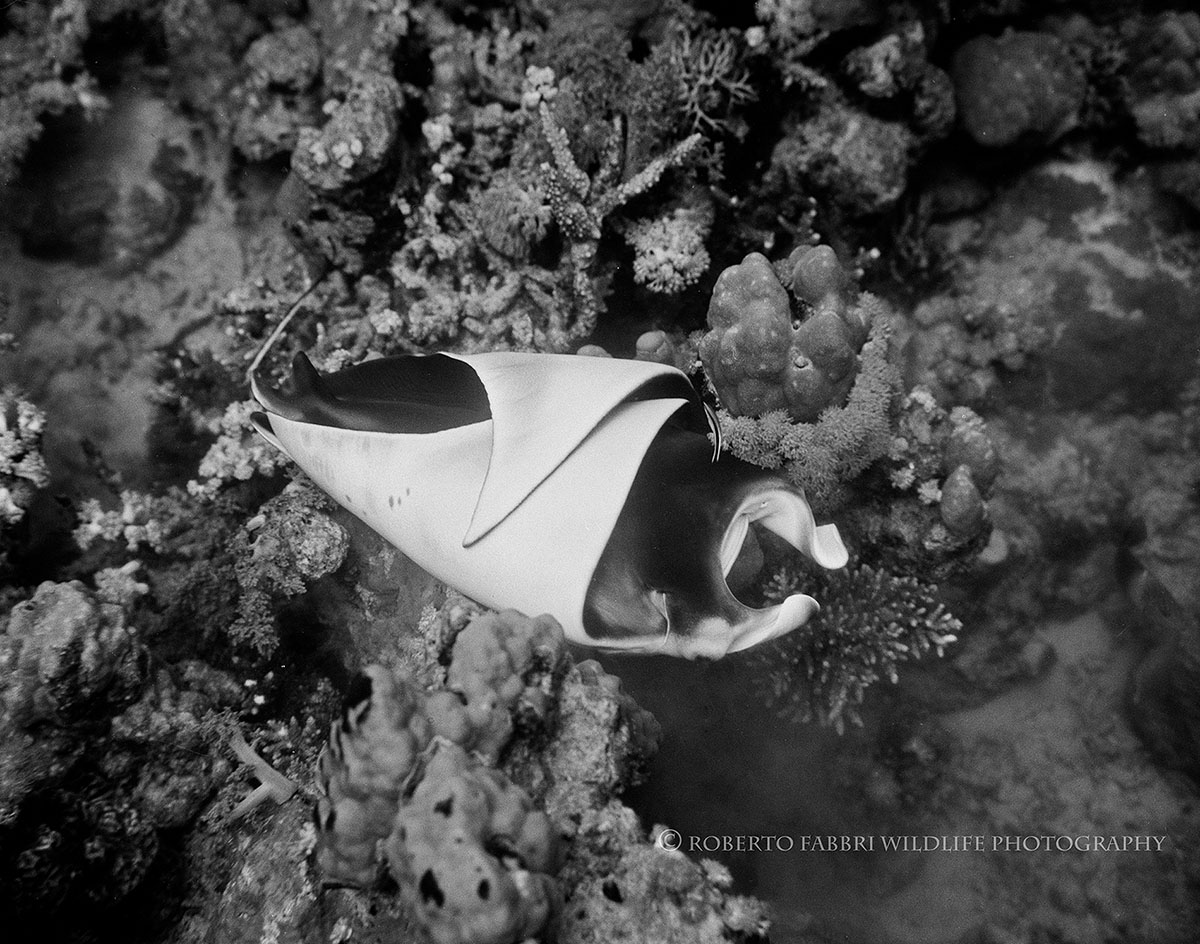 I was just sent this incredible image of a newborn manta ray (one of the only existing!) .....it's just a little tiny manta burrito 😍robertofabbri-wildlife.com/manta-ray-birt…