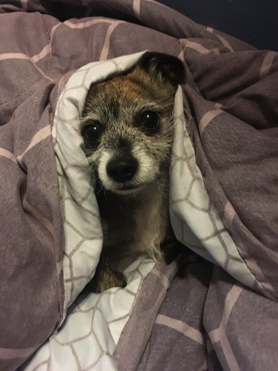 SarahCormiea's tweet photo. @yphneuro @carlylogan26 @CassieModrak @brittneyboublil @hannahschryver #PetsinSTEM
1) name: Squirrel
2) fav qualities: being just the tiniest, eating all our extra cheese for us, quizzical head tilts when he hears his name
3) pics! https://t.co/xoGWTBHcaE