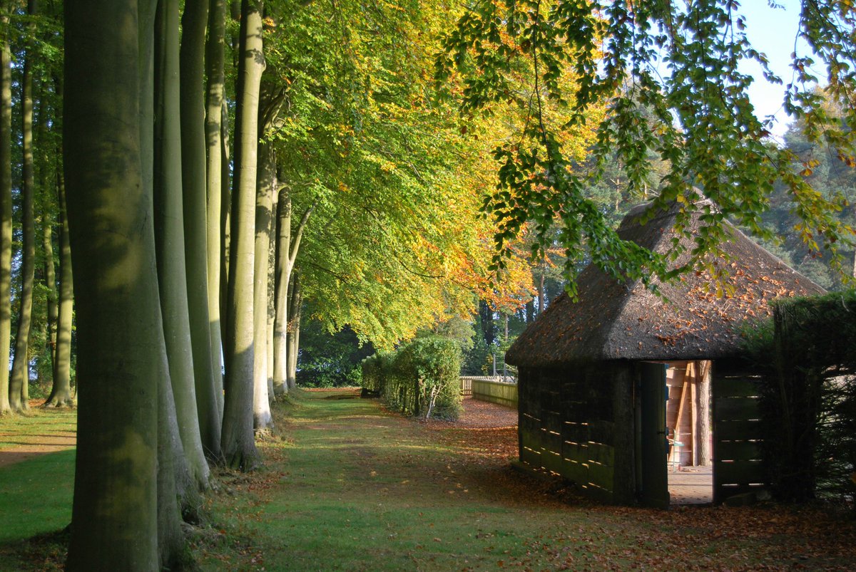 A line of beech trees with leaves turning yellow in autumn, next to a small wooden hut.