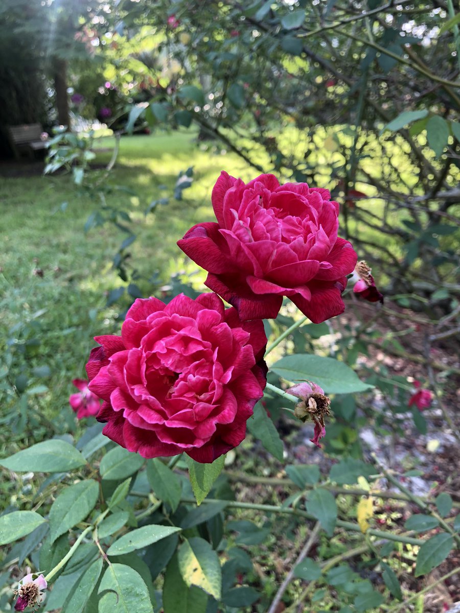 Check out our historic rose garden of Tea Roses while you stroll the grounds of Seminole Lodge at  <a href="/EdisonFordFL/">Edison & Ford Winter Estates</a>