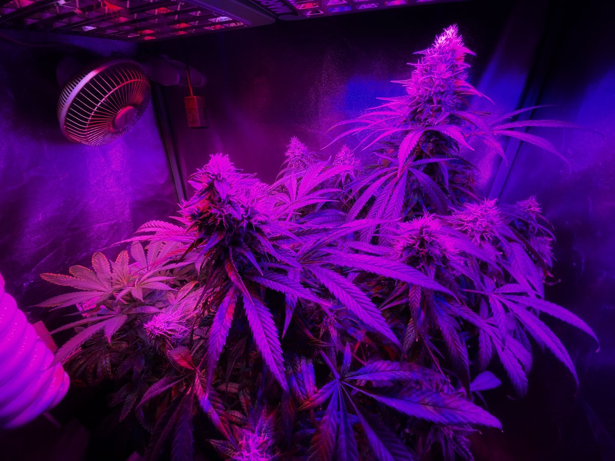 strainrelief's tweet photo. SuperSilverHaze doing her thing!

#supersilverhaze #dagga #ledgrow #organicsoil https://t.co/D5hVZxNCon