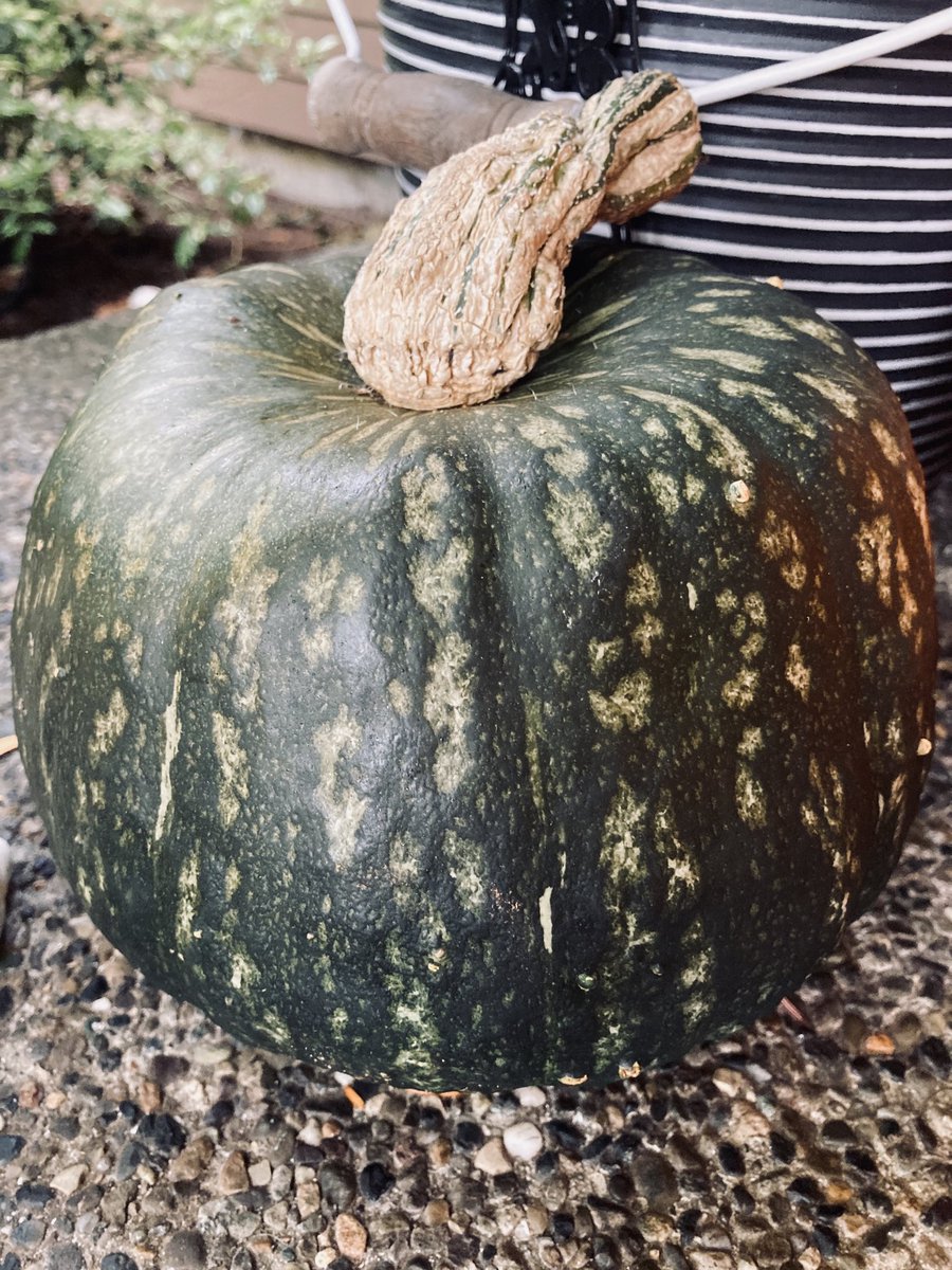 baileyrobin6's tweet photo. Whatโs something surprising that happened to you as youโve gotten older? I love squash now. I used to hide it in my napkin as a kid but now I crave it. โค๏ธ#fallfood #kidtoadult #squashup https://t.co/uZvoH1F4PB