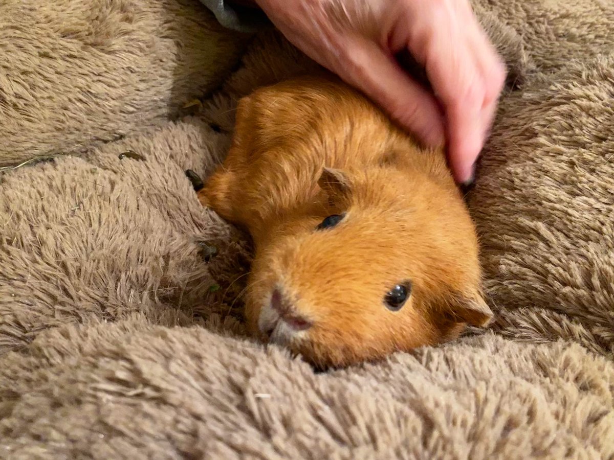 sometimeredhead's tweet photo. #HRHQueenPorketteAmy enjoying some cuddles with #PigNan last night before she can’t visit due to the #TierTwoRestrictions coming into force. #guineapig #porkette #cavy #gingerguineapig #CovidUK #COVID19 https://t.co/dgPTLjPwPQ