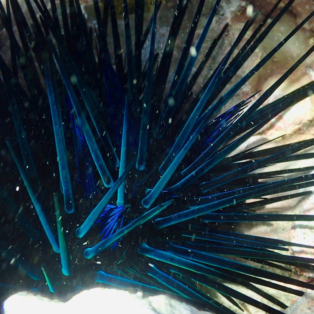 Beauty is everywhere 💙 #protectmorethanyourskin
.
📸 Sea urchin, Rodrigues (Mauritius) by Louise Laing @people4ocean
. 
#oceanlife #climatechange #marinebiology #womeninscience #saveouroceans #protectouroceans #ocean #marinephotography #silentworld #davidattenborough #people
