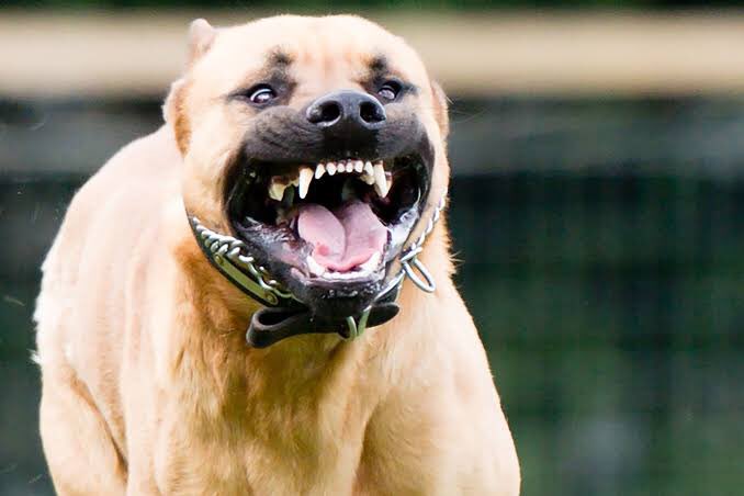 Dwinky, a brown pit-bull that was a gift from our neighbour to my little brother, started whimpering when she saw me approach the gate. I paid no attention to her, and carried on my way. Haibo! She started barking at me, with her canines out for blood.