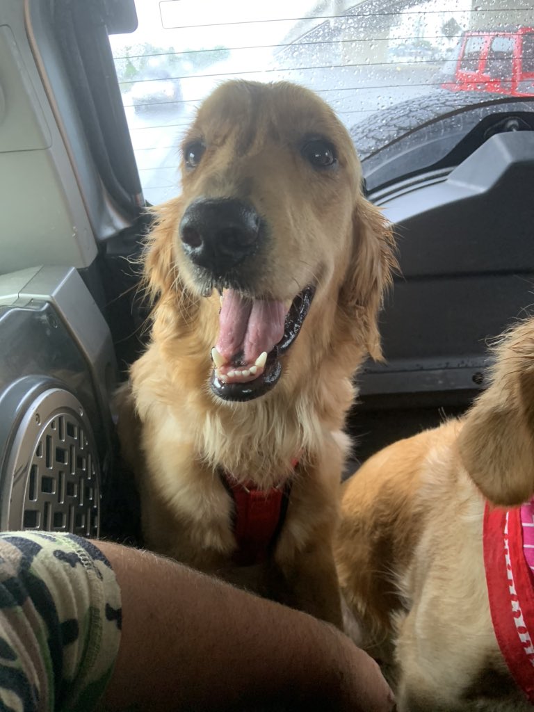 De paseo en la parte de atrás