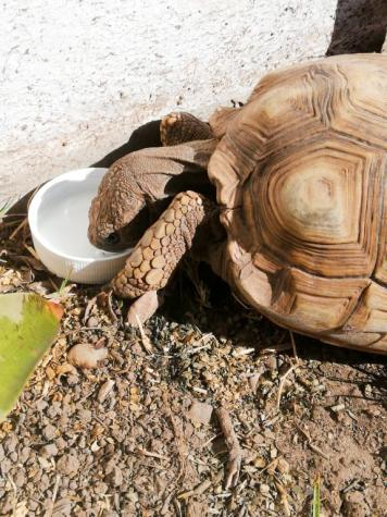lab_aec's tweet photo. Happy Friday Everyone! This Friday's AEC Resource &amp; AEC LAB' pet of the week is Juan Ignacio Galarza's turtle, Manuela!

#lifeasaturtle
#TurtlesofBIM
#tgifriday https://t.co/ZSvyRFsqY0