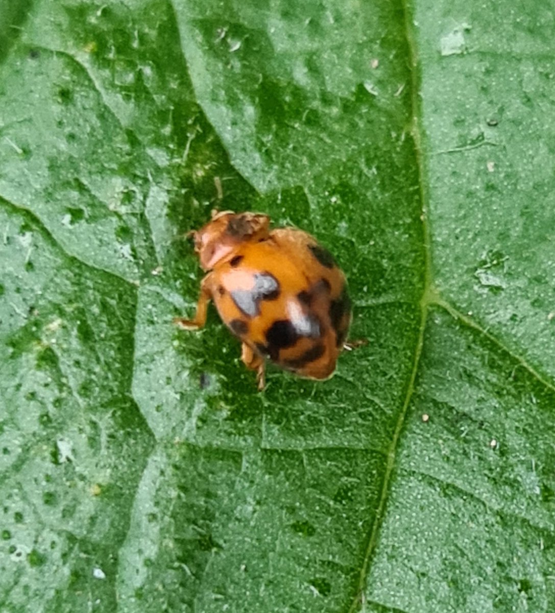 ThatRebelReid's tweet photo. Another new species for my patch today. The fungal mould munching ladybird Subcoccinella vigintiquatuorpunctata (24-spot Ladybird). This is the sixth species of Ladybird that I've recorded here so far. #panlist #beetles #ladybirds #invertebrates https://t.co/I1UzzOsai7