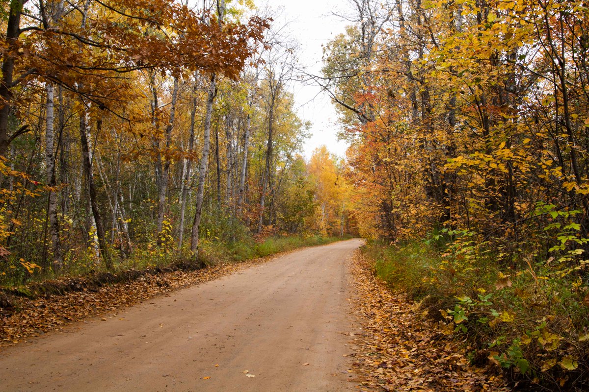 MagnaImages's tweet photo. I found this really cool  road on the way into Negwegon State Park from the south. There was some beautiful color and lots of interesting little curves and clearings. I like how this turned out. 

#negwegonstatepark https://t.co/odKvxYe1ee