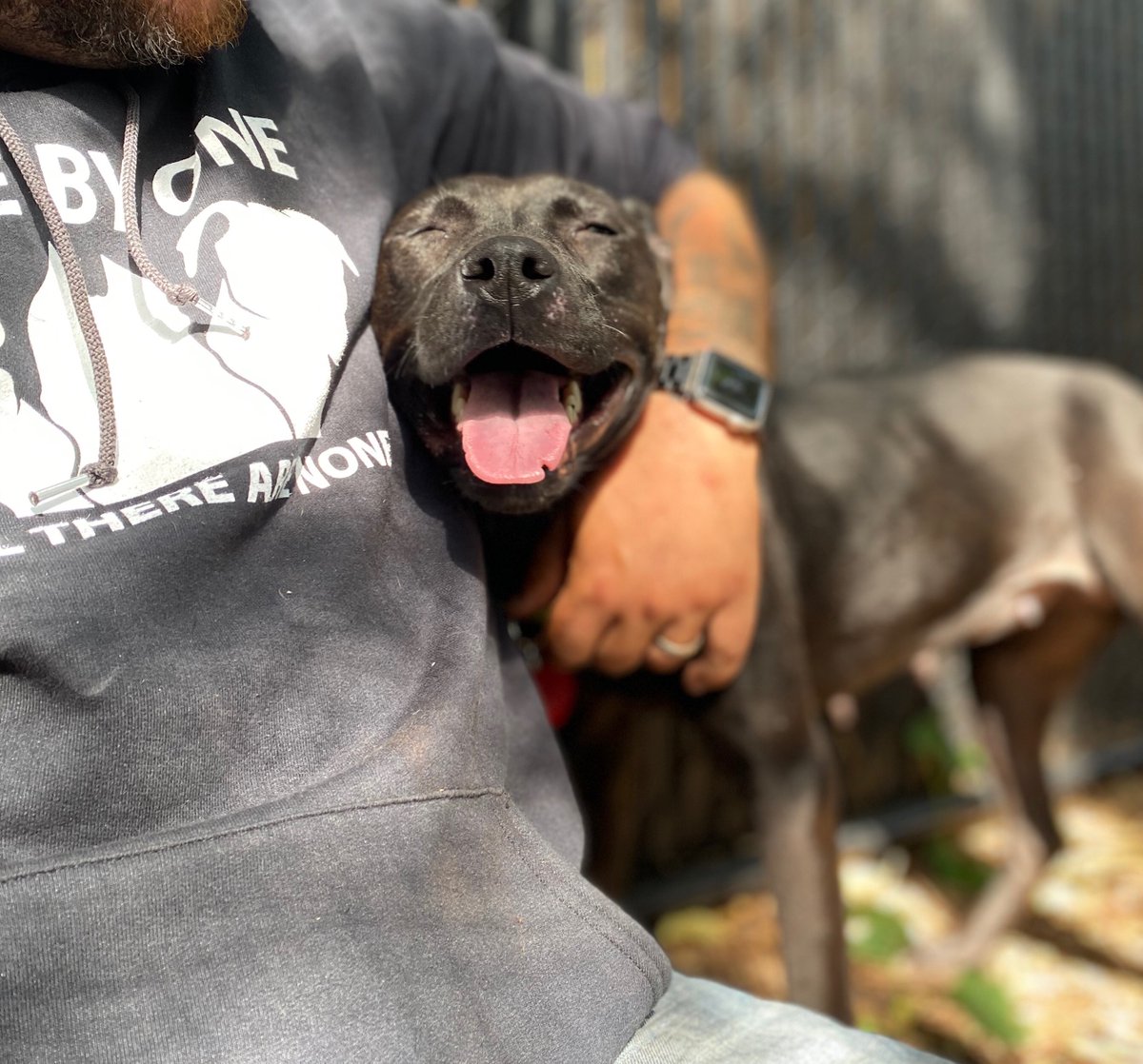 Save A Pet USA tweet media