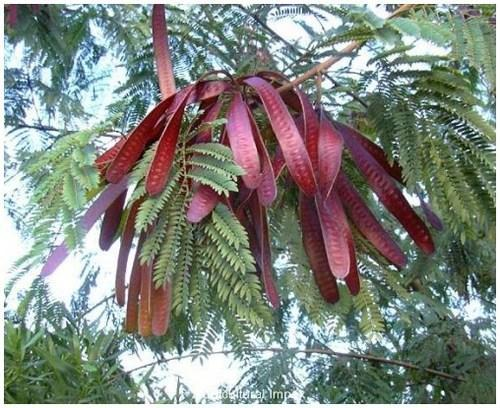 arbolespe's tweet photo. #Durate (Leucania leucocephala) #Ramon F Mimosaceae. Árbol mediano con ramas pubescentes estípulas triangulares, diminutas y caducas. Hojas bipinnadas, foliolos implantados en la cara. Flores axiales solitarias blancas amarillentas,fruto en legumbre recta, aplanada https://t.co/6VvnYhRiMp