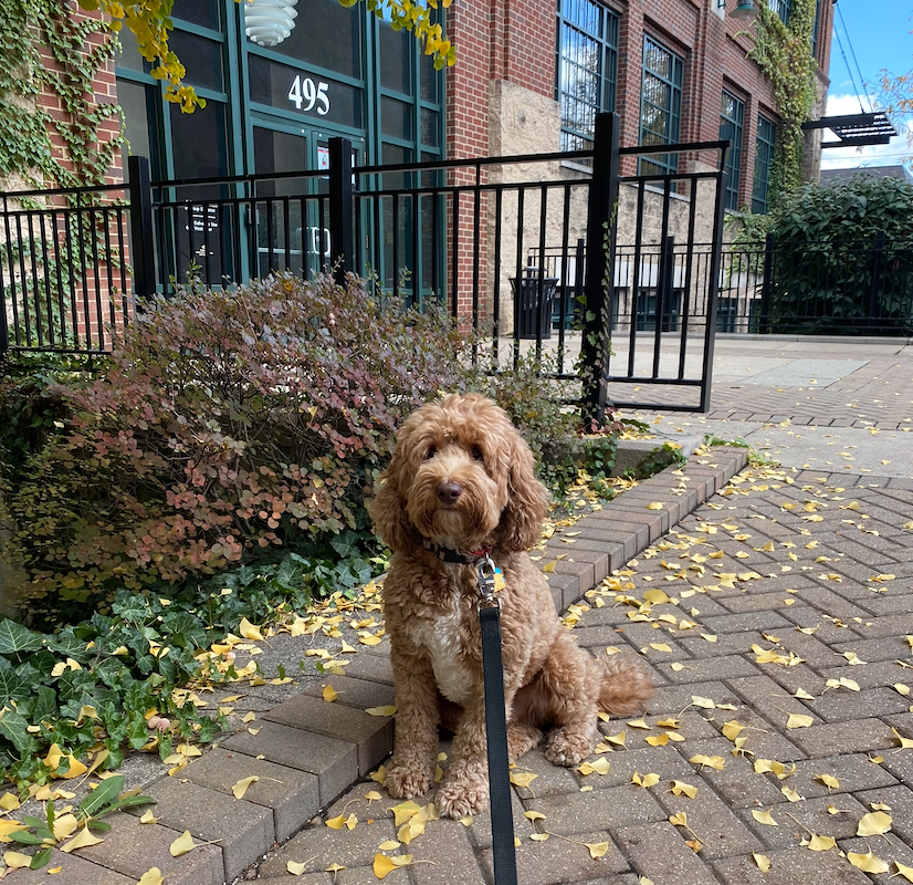 GBM_Law's tweet photo. Lunchtime walks in the fall.  🍂🍃🍁 #happyfall #officedog #ohiodogs #frankiefriday #protectingohio #aussiedoodle https://t.co/L1BCplOt6F