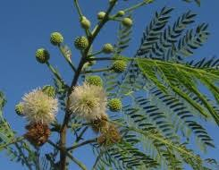 arbolespe's tweet photo. #Durate (Leucania leucocephala) #Ramon F Mimosaceae. Árbol mediano con ramas pubescentes estípulas triangulares, diminutas y caducas. Hojas bipinnadas, foliolos implantados en la cara. Flores axiales solitarias blancas amarillentas,fruto en legumbre recta, aplanada https://t.co/6VvnYhRiMp