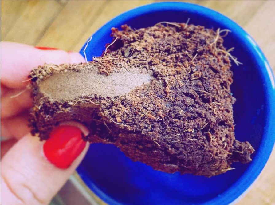 Add water💦 and watch Wonder Soil expand instantly up to 5x its original size! 🌟 #wondersoil is the ONLY compressed dry coco coir with added nutrients, perfect for the whole #garden 🍅 

Thank you <a href="/peppupeppu/">ペップ</a> for the awesome #fanphoto

#gardenlife #plantlover #vegetablegarden