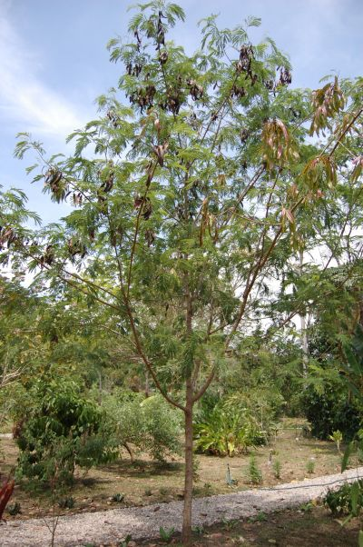 arbolespe's tweet photo. #Durate (Leucania leucocephala) #Ramon F Mimosaceae. Árbol mediano con ramas pubescentes estípulas triangulares, diminutas y caducas. Hojas bipinnadas, foliolos implantados en la cara. Flores axiales solitarias blancas amarillentas,fruto en legumbre recta, aplanada https://t.co/6VvnYhRiMp