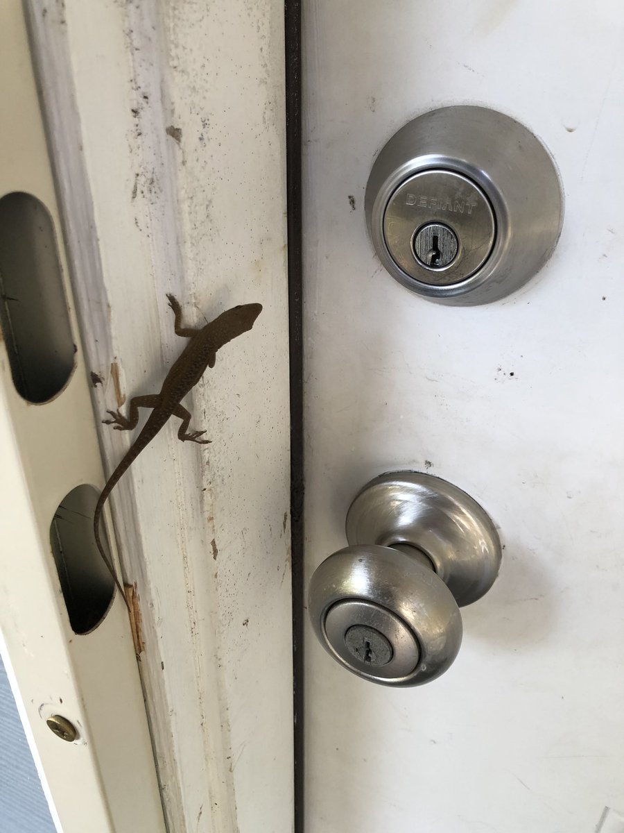 stephengershon's tweet photo. @Tim_Burgess @PIXIES @LlSTENlNG_PARTY Austin, Texas! Had to get past this guy just now to get back in the house. I gave him the password: #TimsTwitterListeningParty https://t.co/6vY1tsKR5w