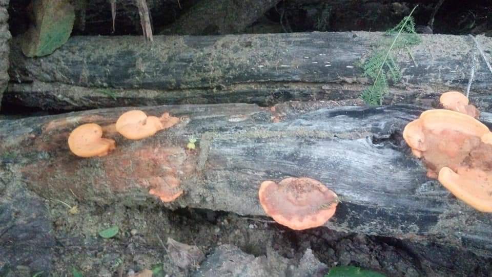 iserranol's tweet image. Hola @Fungi_Cosas en Facebook una chica pregunta ¿qué tipo de hongos son estos?