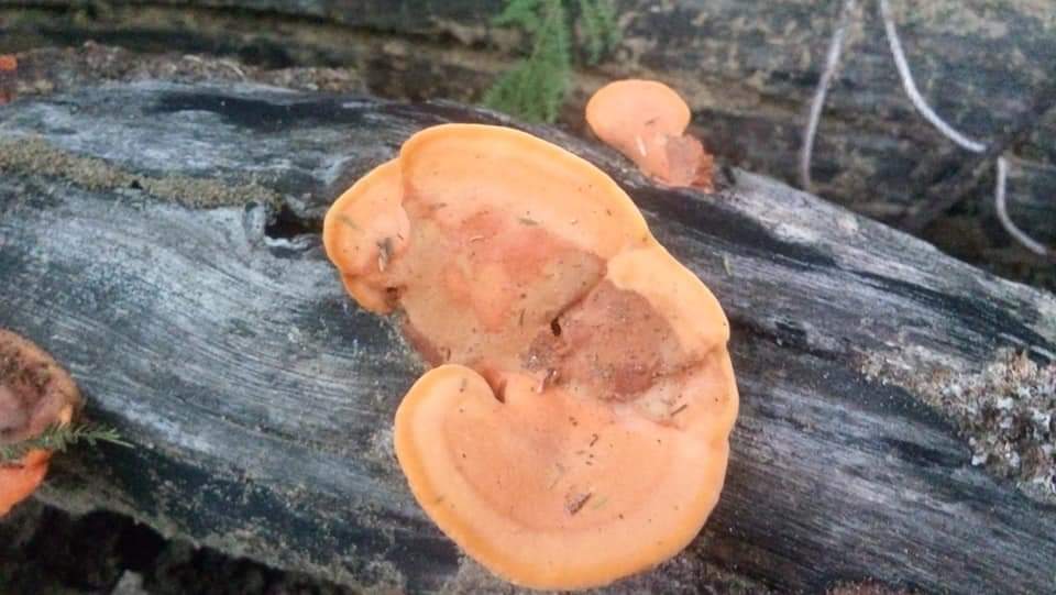 iserranol's tweet image. Hola @Fungi_Cosas en Facebook una chica pregunta ¿qué tipo de hongos son estos?