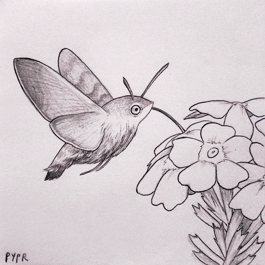 pyprart's tweet photo. First half of Wild October challenge is already behind me. 16. "Pollinators". The hummingbird hawk-moth from was my model today 🦋 Based on Jerzy Strzelecki's photo.

#wildoctober #wildoctoberart #inktober #inkdrawing #inkart https://t.co/W25IaqWeZn
