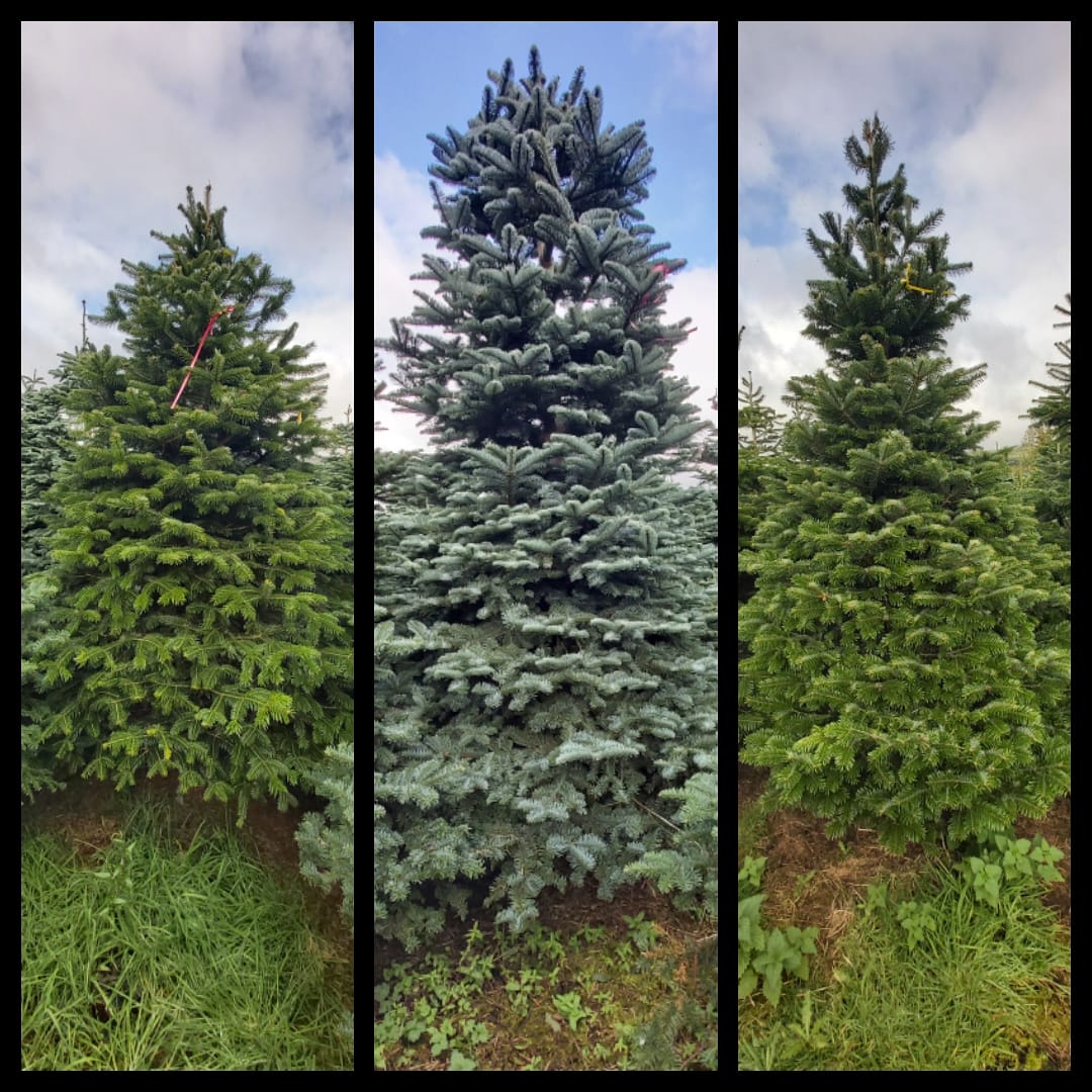 Caplice Xmas Trees tweet media