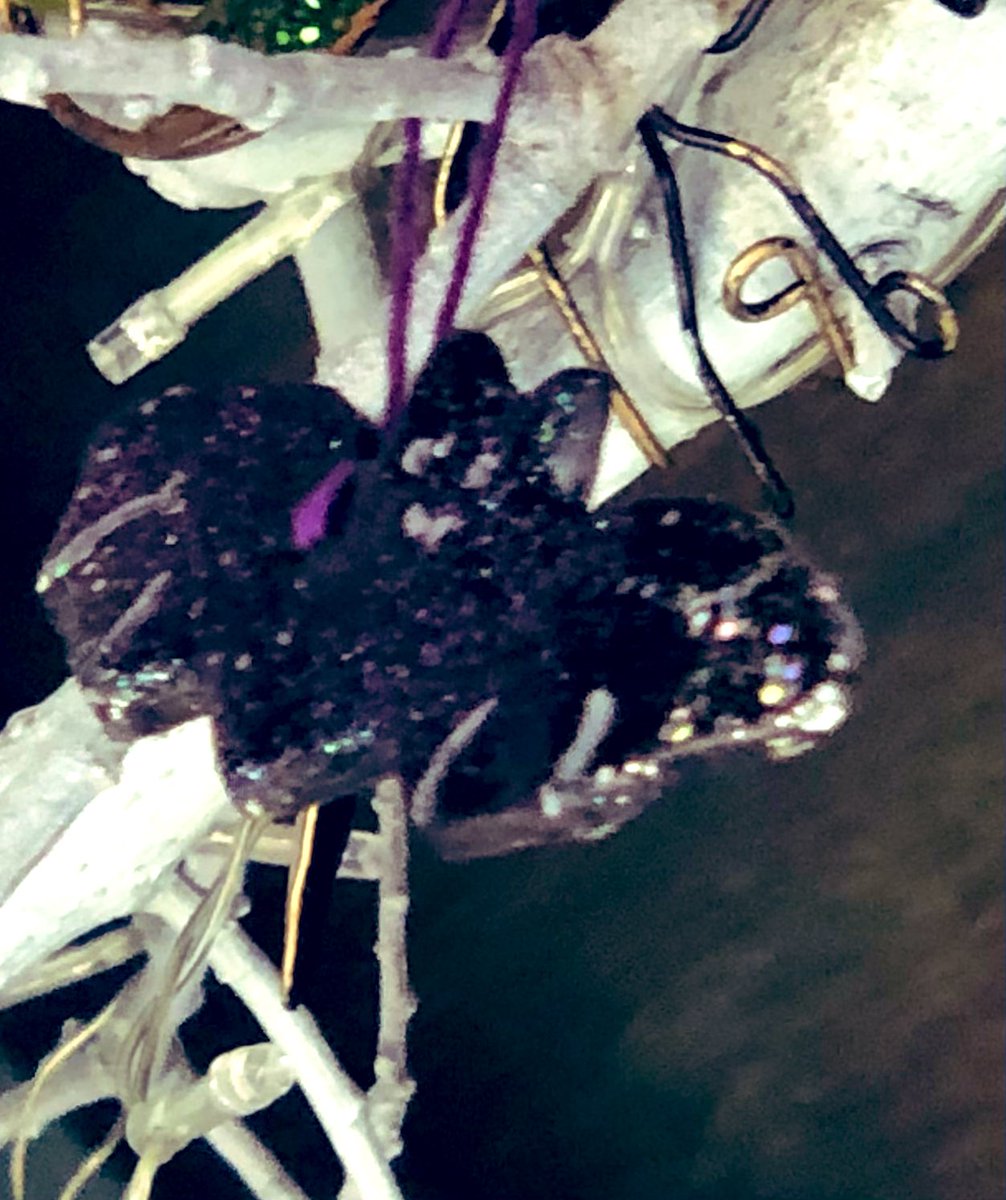 marisa waterhouse tweet media