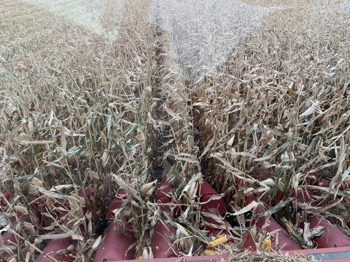 MegDesjardins's tweet photo. Taking off another @DEKALB_Canada grain corn trial today with @cpfarmsltd Thanks Michel for being a #rockstarcooperator and growing one heck of a corn crop!! 🌽 🤩 #harvest20 #plot20 #westcdnag https://t.co/nv5O1ij7Cx