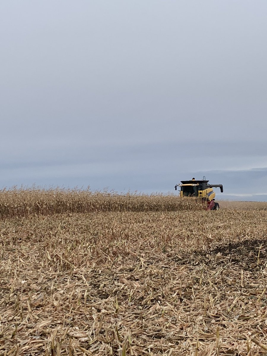 MegDesjardins's tweet photo. Taking off another @DEKALB_Canada grain corn trial today with @cpfarmsltd Thanks Michel for being a #rockstarcooperator and growing one heck of a corn crop!! 🌽 🤩 #harvest20 #plot20 #westcdnag https://t.co/nv5O1ij7Cx