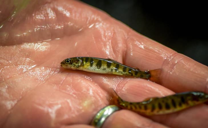 AmFisheriesSoc's tweet image. New #FeaturedPaper (free access) in the North American Journal of #Fisheries Management: Benthic Suffocation of #Invasive Lake Trout Embryos by Fish Carcasses and Sedimentation in #Yellowstone Lake: doi.org/10.1002/nafm.1…. Photo credit: USFWS. #fishsci