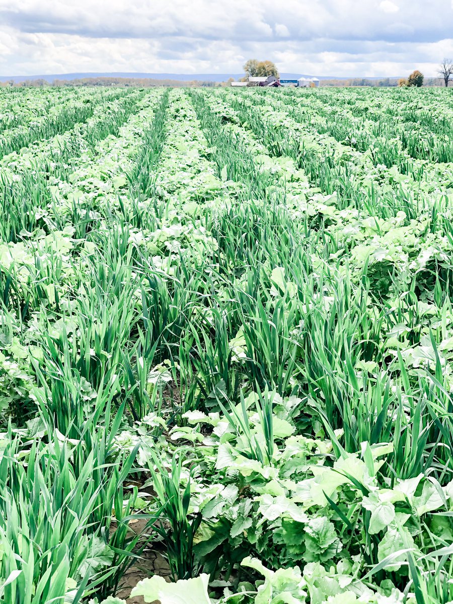 ColleenLuvsCorn's tweet photo. 10/10 recommend the prone position for indulging in therapy radishes #biostrip #tillageradishes #soilhealth #covercrops https://t.co/3IgBazOHSY