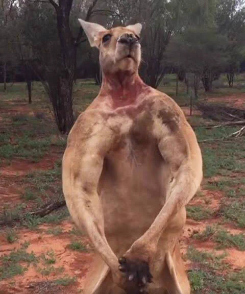 @merompans 動物イケメン四天王(異論は認めます)(4枚目オダギリジョーです) 