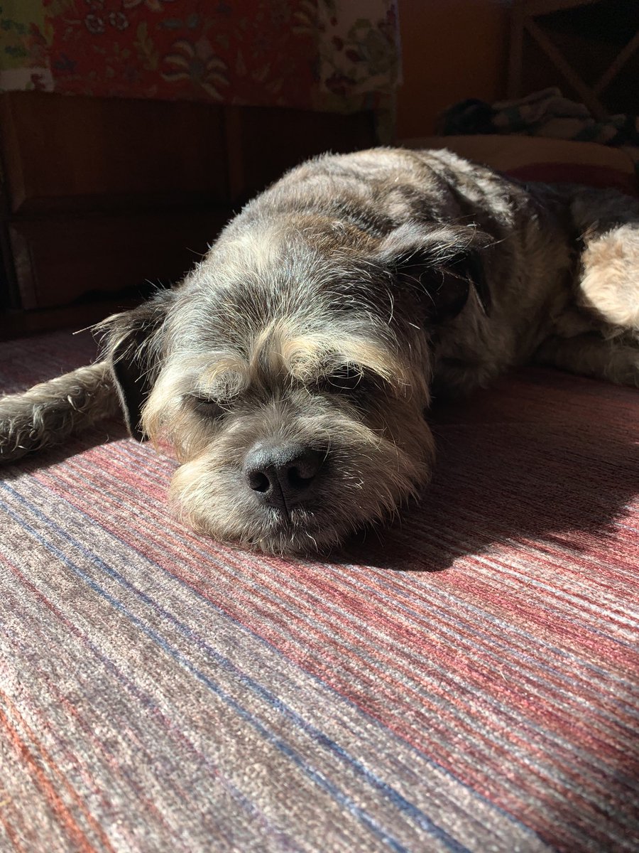 CaptainKerr707's tweet image. My dog Puff getting some sun!