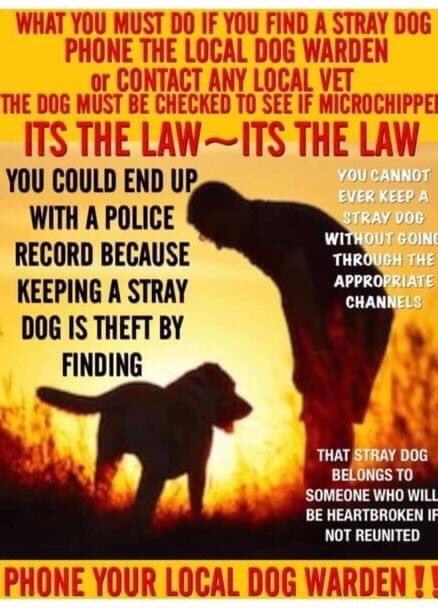 Did you or some1 you know pick Freddie up shortly after he went missing?💥#findFreddie

Do u know that if u found him, it is a LEGAL requirement to inform dog warden?  If you keep him/pass him on without doing so, you are guilty of THEFT his family are 💔
facebook.com/groups/7775626…