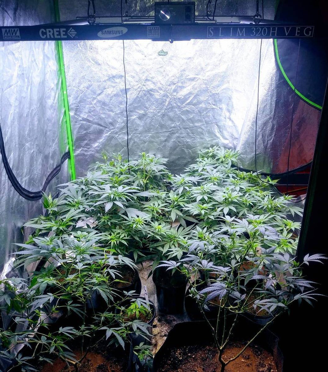 WGREGO202's tweet photo. Make sure you follow along with @ricorico83519 bad ass Optic Garden Setup. He has one of the best collections of Optic LEDs on the Internet.
#teamoptic #opticledgrowlights #creecobs #420life #dank #ledcannabisgrow #ledgrow #ledgarden #Dimmable #slim600h #samsungled https://t.co/TeCo3H47t8