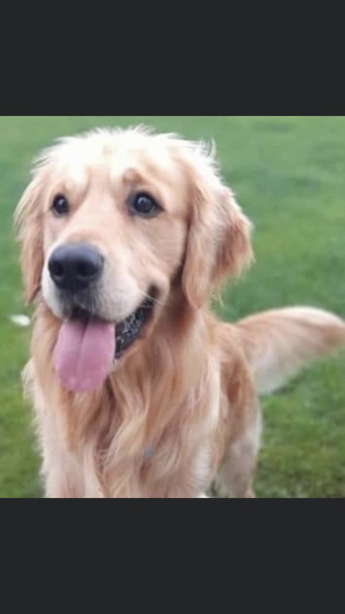 RachaelB100's tweet photo. #findFreddie 
Freddie needs to be found! 
He does not know area! 
Have you seen him? 
Think back to the date 2/10/20 
Despite intensive ongoing searches he still is #Missing 
#Holywell Beach towards #PollyJoke #Cornwall #TR8
Help him back to his Family! 

https://t.co/unDLGLZeMw https://t.co/16gPkCBsOt