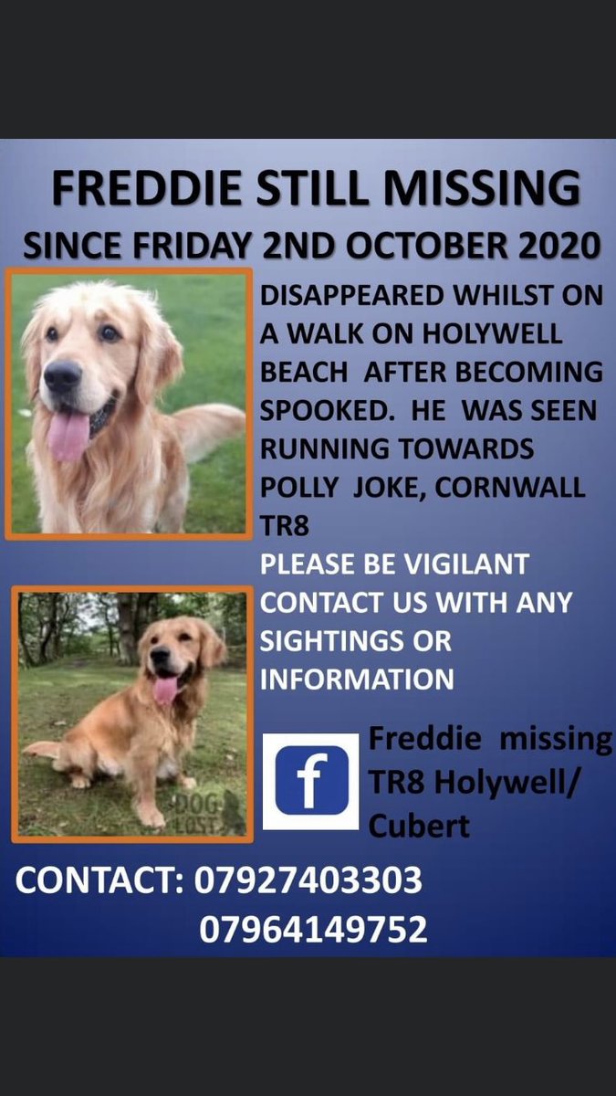 Rachael (@rachaelb100) on Twitter photo <a href="/CandiceBrown/">Candice Brown</a> Freddie #Missing #GoldenRetriever Spooked & ran off #HolywellBeach up towards #PollyJoke #Cornwall #TR8 2/10/20 Whilst on holiday. Owners heartbroken.
Pls kindly RT Someone, Somewhere knows where he is 🙏 Thank you
#findFreddie <a href="/CandiceBrown/">Candice Brown</a> Freddie #Missing #GoldenRetriever Spooked & ran off #HolywellBeach up towards #PollyJoke #Cornwall #TR8 2/10/20 Whilst on holiday. Owners heartbroken.
Pls kindly RT Someone, Somewhere knows where he is 🙏 Thank you
#findFreddie