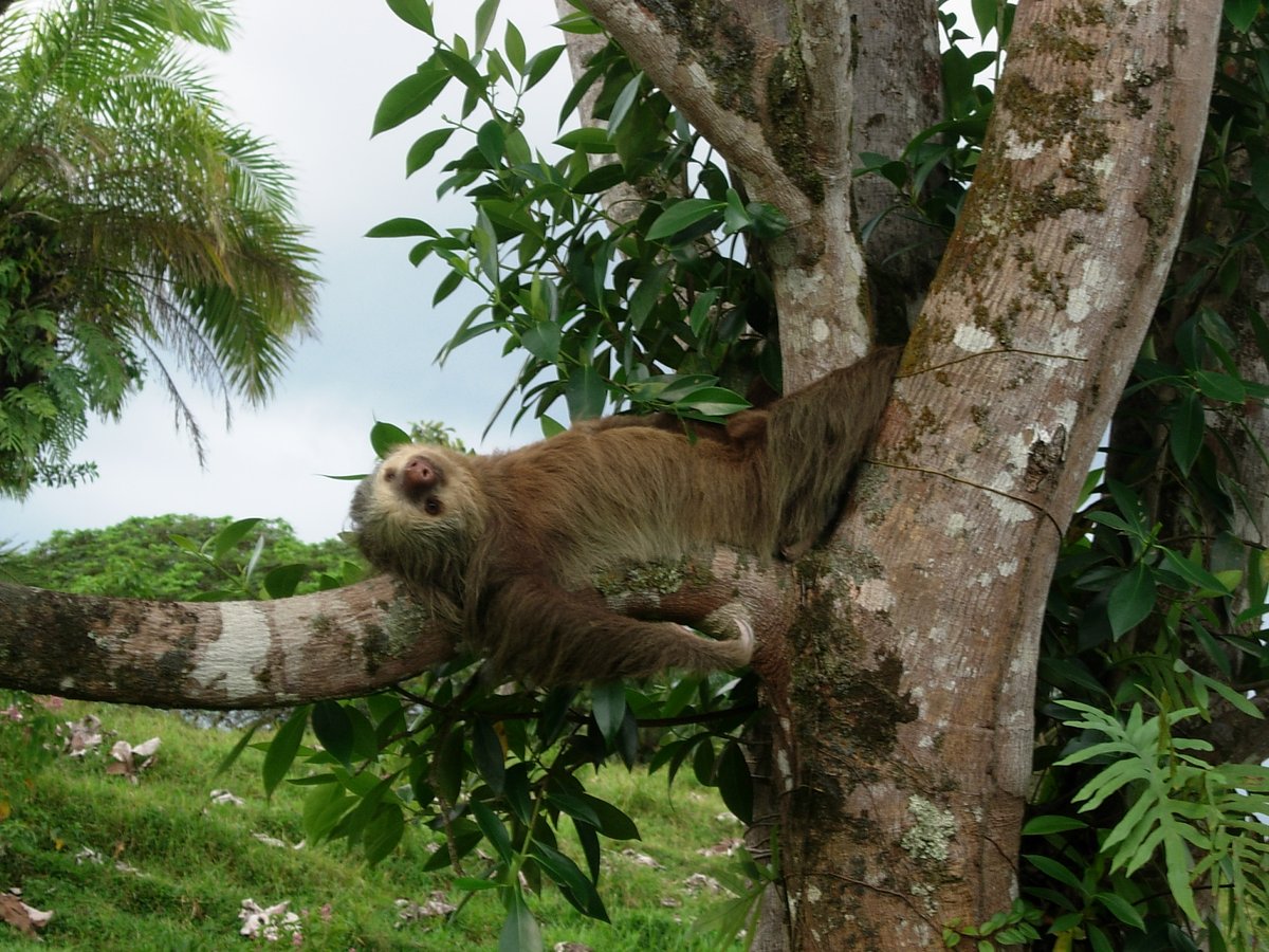 VoxCanada's tweet photo. Oct 20 is #InternationalSlothDay! In celebration of the loveable animal @Visit_CostaRica is holding an instagram giveaway for a virtual experience with the Natuwa Wildlife Sanctuary, head over to their feed for details! https://t.co/Of1AAN4E1g
