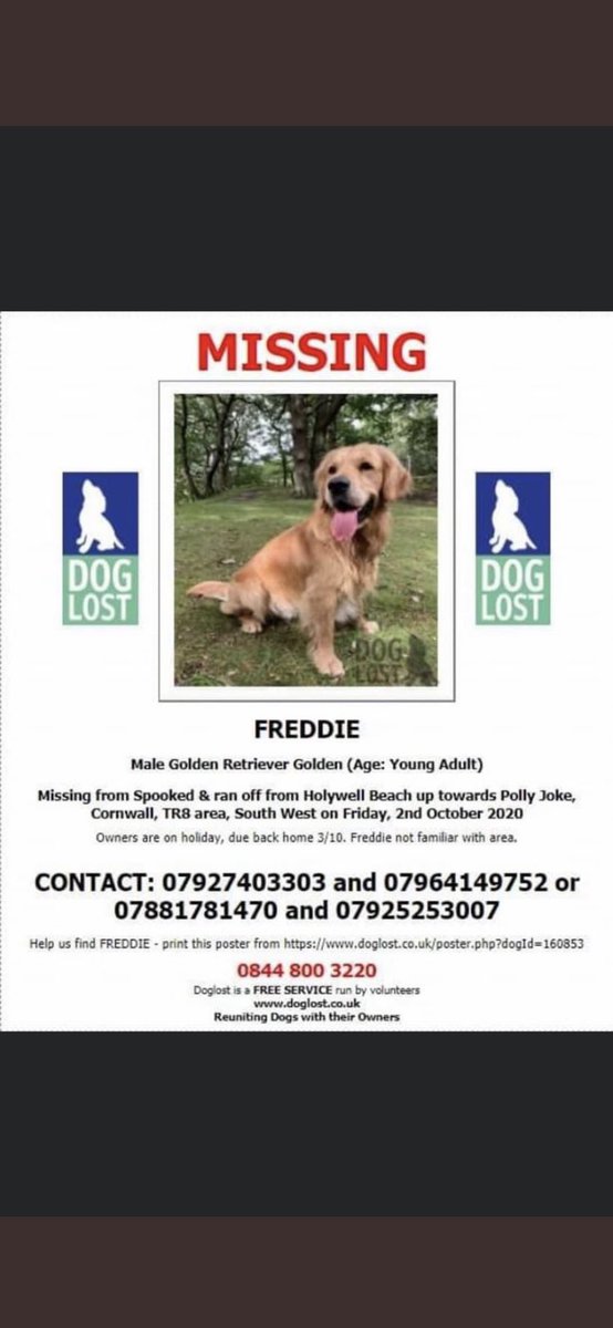 Please spread the word. Freddie must be somewhere #findfreddie #GoldenRetrievers