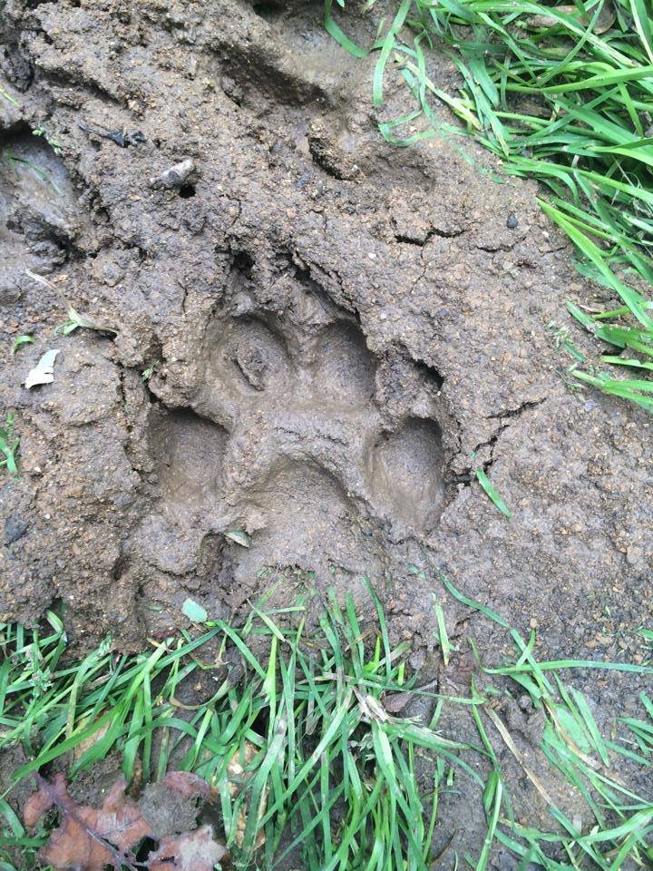 I& #39;m not saying predators aren& #39;t dangerous and that they cant hurt humans but properly framing the circumstances and the actions of a particular animal can lead to a more informed public and hopefully a smoother coexistence in shared spaces.