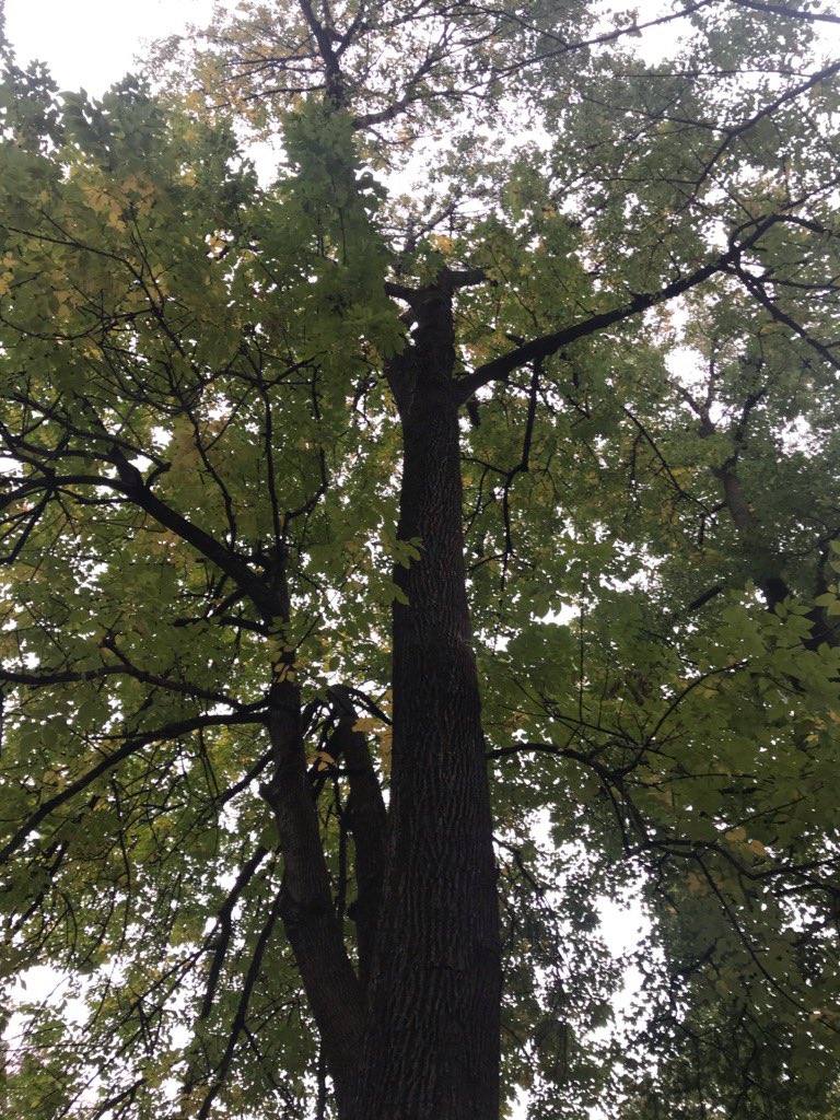 MrsBarrett_Art's tweet photo. After a very tedious election process we narrowed our tree name choice down to two names. In the end , βSteveβ won. The children might have been slightly βinspiredβ... So meet Steve!
#fccps #jtpgiraffes #treeunit @JessieThackrey https://t.co/WEblhhshKx