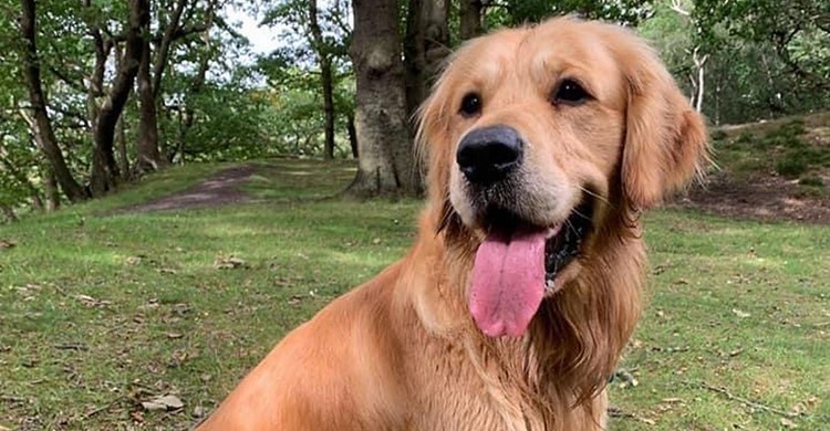 GG01 (@gelert01) on Twitter photo #findFreddie spooked & bolted 2/10/20 on beach #North #End #HolywellBay ran up cliff/grassed area #Kelseys towards #PollyJoke
Have you👀#FindFreddie👀
Window watchers we need you to help #FindFreddie
<a href="/veryluckypugs/">Debora</a> <a href="/RachaelB100/">Rachael</a> <a href="/ChrstinaKelly/">Christina Kelly</a> <a href="/miss_vertonghen/">miss vertonghen</a> @huwbbc #findFreddie spooked & bolted 2/10/20 on beach #North #End #HolywellBay ran up cliff/grassed area #Kelseys towards #PollyJoke
Have you👀#FindFreddie👀
Window watchers we need you to help #FindFreddie
<a href="/veryluckypugs/">Debora</a> <a href="/RachaelB100/">Rachael</a> <a href="/ChrstinaKelly/">Christina Kelly</a> <a href="/miss_vertonghen/">miss vertonghen</a> @huwbbc