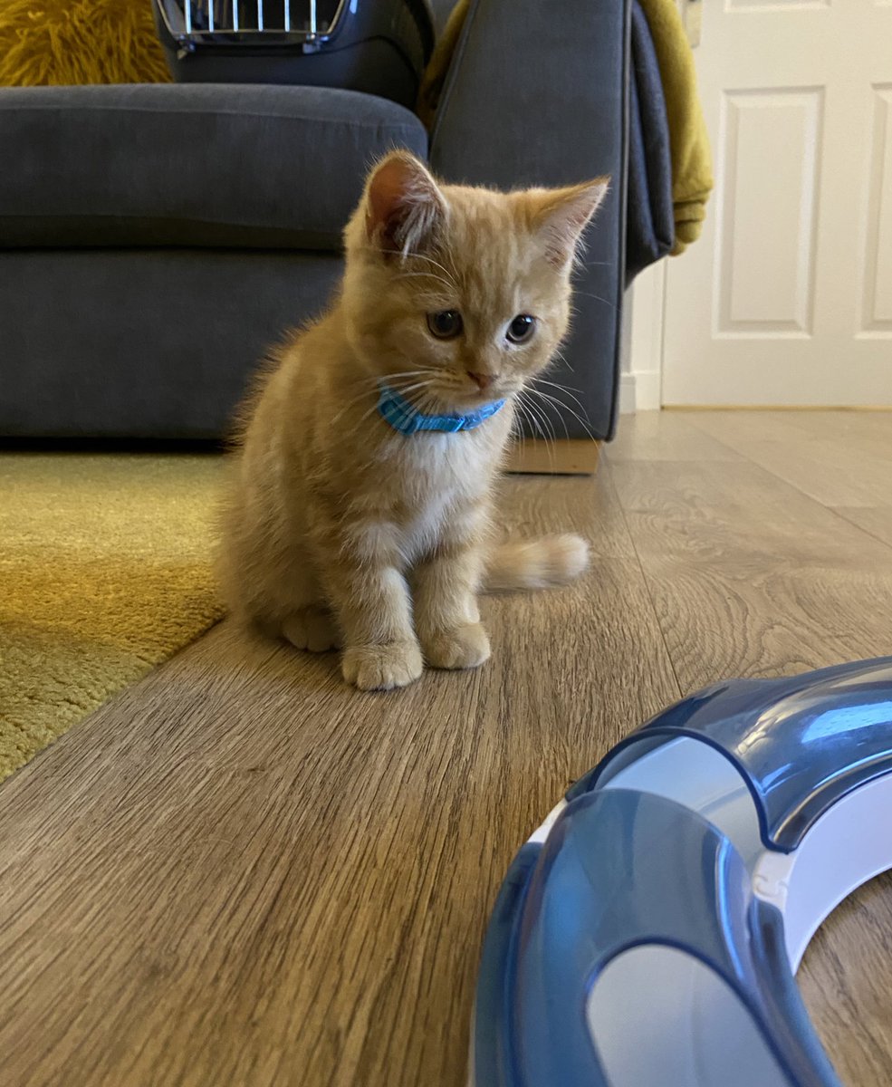 Think I’m mad! welcome to our  family Lenny 🥰🐱🧡🐱🥰 #catsdontanswerback #2cats1dog