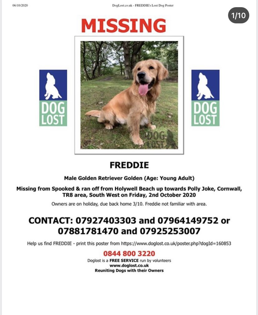 #findfreddie missing from #newquay #cornwall #holywellbeach #pollyjoke beaches. Please please call the numbers on the poster below if you see any sightings of him.

#missing #findfreddie #cornwall  #southwest #swisbest #newquay