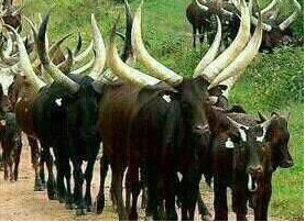 au_ibar's tweet photo. The #LiDeSA and #AHSA are key tools for enhanced coordination and improved governance of the animal resources sector for #foodsecurity. https://t.co/blbavGHcQe
#WorldFoodDay https://t.co/cFOTZWJm0L