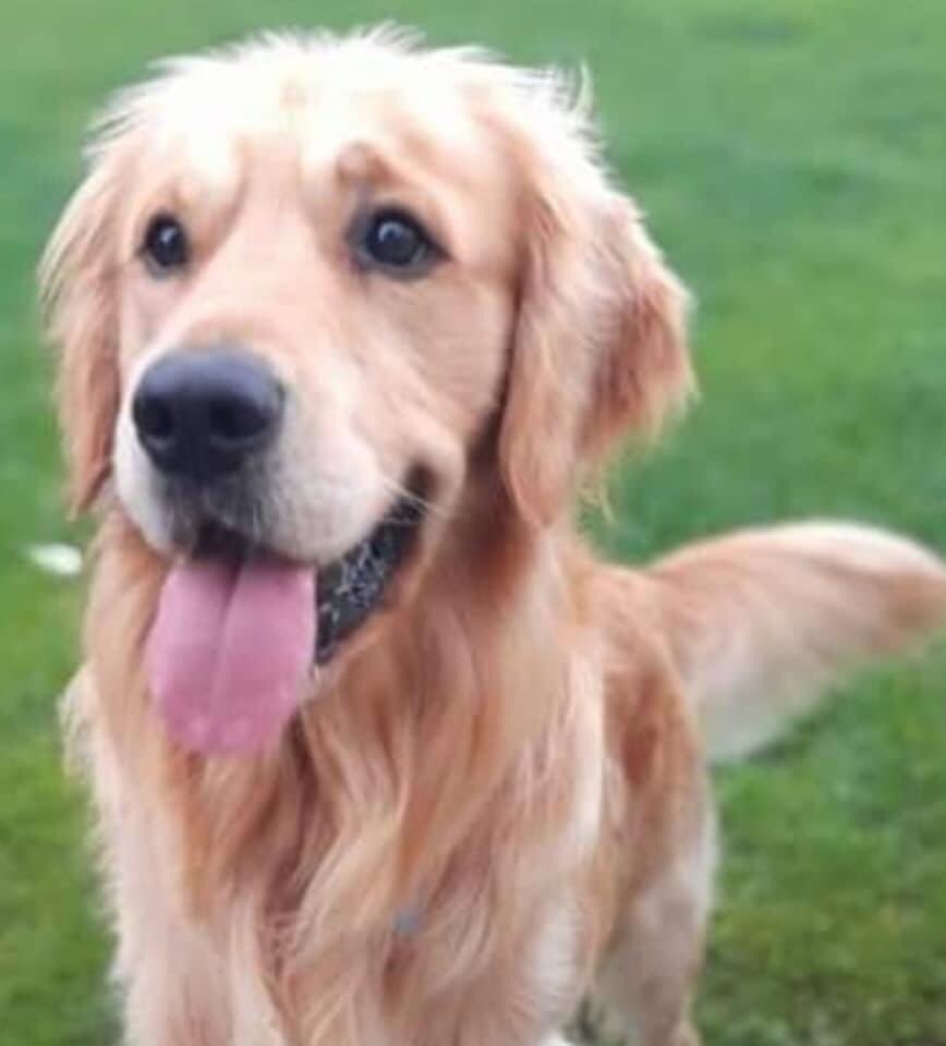 Lisa (@lisalisaw1) on Twitter photo Please RT #FindFreddie #Missing since 02.10.20 Was spooked & ran during walk on #Holywell beach area toward #PollyJoke #Cornwall #TR8 owners 💔💔 💔 By law you must report a found dog <a href="/RSPCA_official/">RSPCA (England & Wales)</a> Please RT #FindFreddie #Missing since 02.10.20 Was spooked & ran during walk on #Holywell beach area toward #PollyJoke #Cornwall #TR8 owners 💔💔 💔 By law you must report a found dog <a href="/RSPCA_official/">RSPCA (England & Wales)</a>