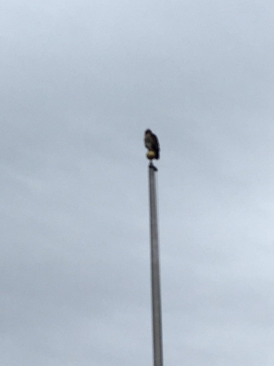 This Hawk was practicing social distancing at Craig School today, a top our flagpole!