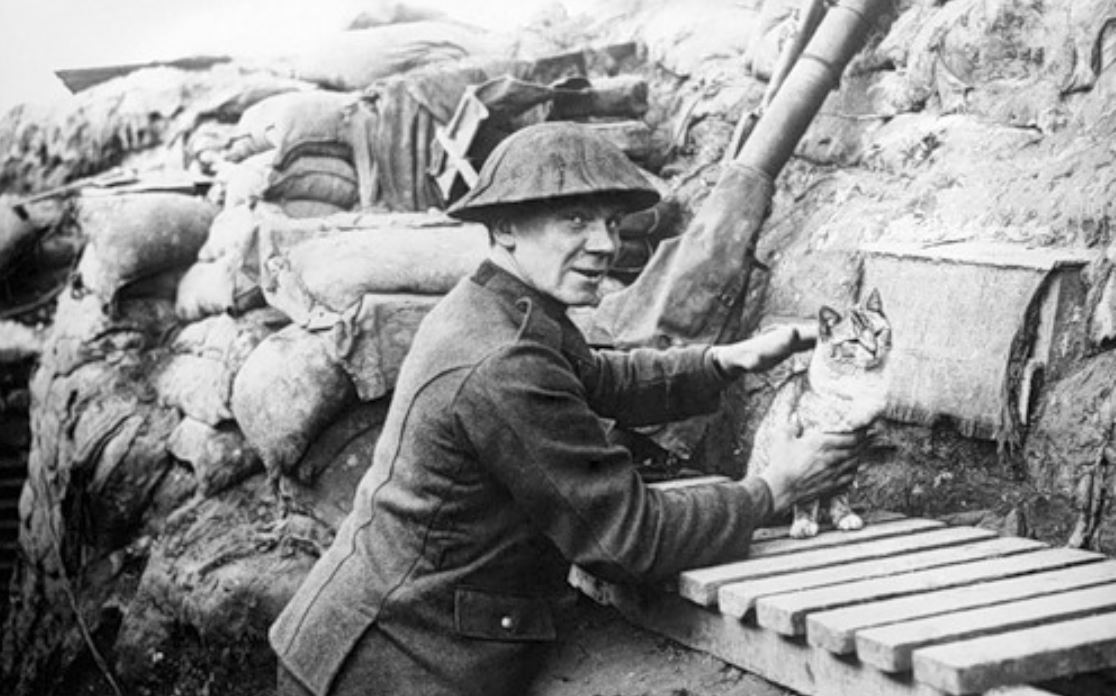 (5/6) The Allied armies tried everything: poison, terriers, and, of course, cats, who were employed to clear out the vermin from the trenches. The United States Army even included money in its budget for some "feline soldiers."