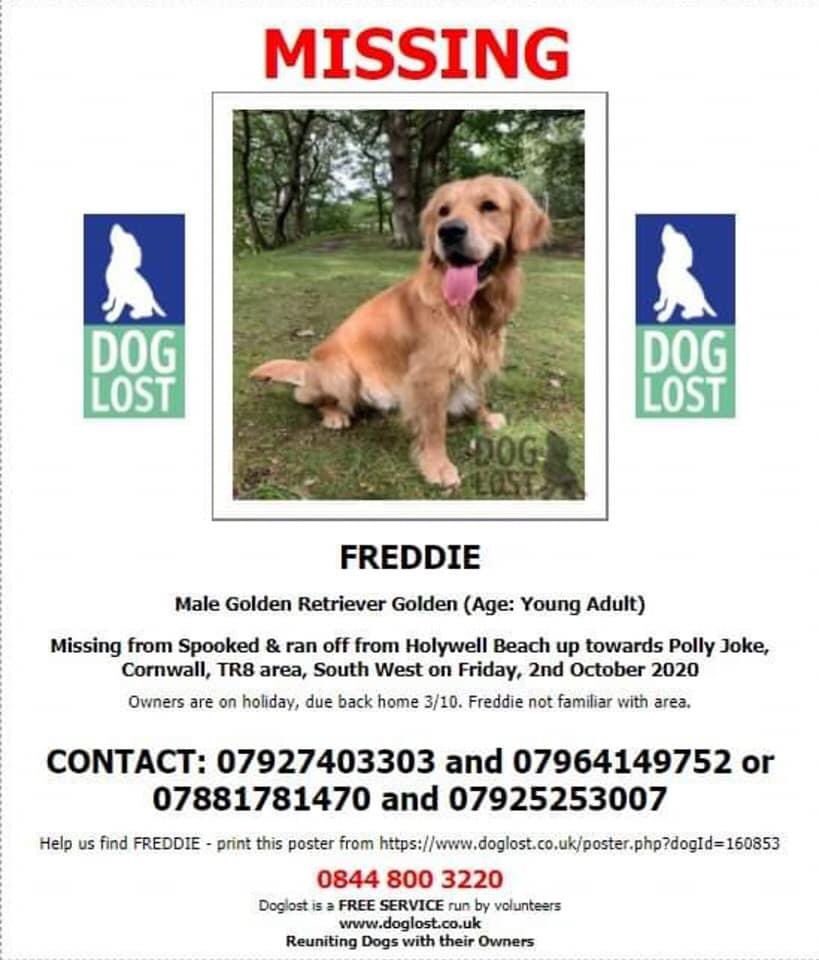 MY NAMES FREDDIE 🐾🐾 #findFreddie I WAS ON A WALK ON #Holywell Bay, #Cornwall 2/10/20 I GOT A FRIGHT & RAN & RAN....I COMPLETELY LOST MY BEARINGS & LOST MY FAMILY The weather was awful☔️ I’m very scared & hungry....all I want is to go home CAN YOU HELP ME PLS? Have u seen me