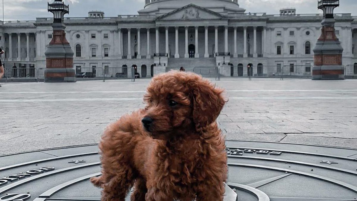 One of our dog residents enjoying time downtown
📷 @donatellavelazquez: